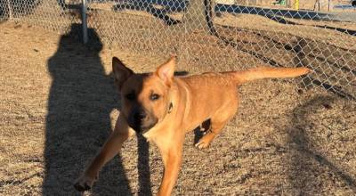Xyla, 8-month-old female. Photo courtesy Homer Animal Shelter