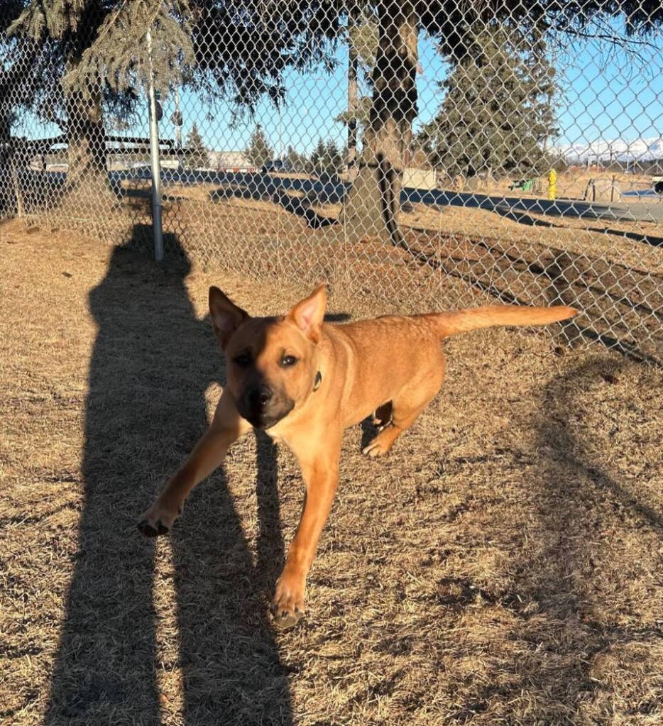 Xyla, 8-month-old female. Photo courtesy Homer Animal Shelter
