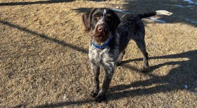 Zane, 2-year-old male. Photo courtesy Homer Animal Shelter