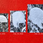In February 2026, a snow hat forms and deforms on top of a chickadee house in Fairbanks built by the late biologist David Klein. A moose bumped it and knocked off the mass on March 9, 2026. Photos courtesy Ned Rozell