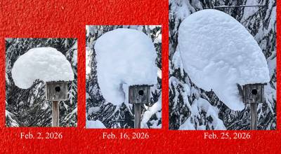 In February 2026, a snow hat forms and deforms on top of a chickadee house in Fairbanks built by the late biologist David Klein. A moose bumped it and knocked off the mass on March 9, 2026. Photos courtesy Ned Rozell