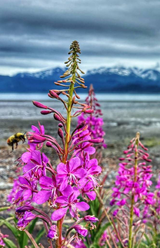 Fireweed Bee is a photograph by Sky Cady, on display through May in his solo exhibit at the South Peninsula Hospital Gallery in Homer, Alaska. Photo provided by Homer Council on the Arts