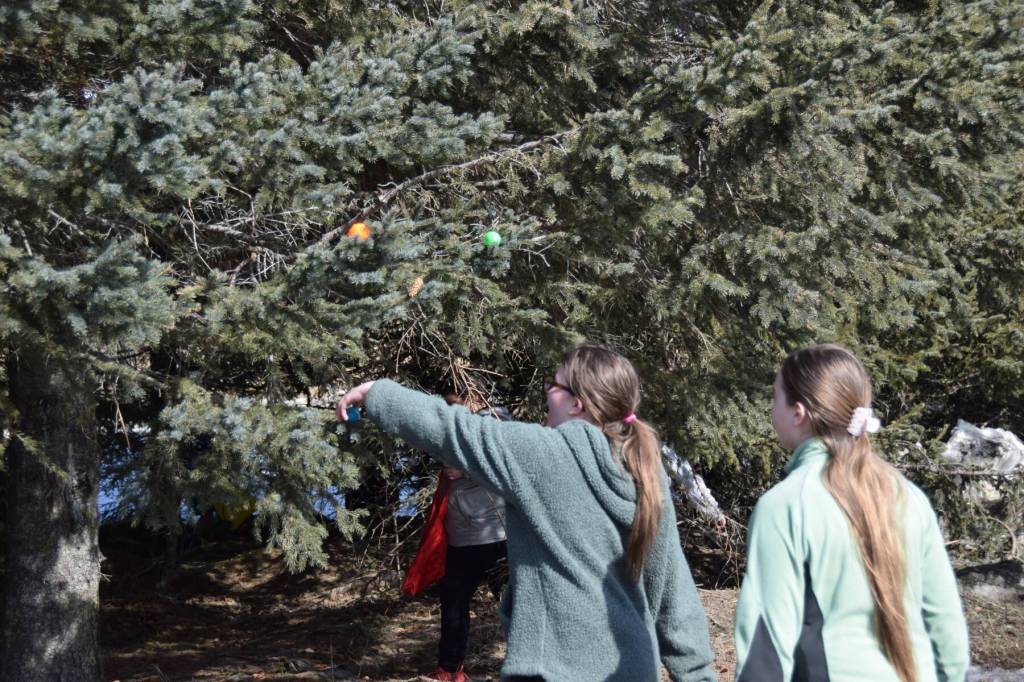 Youth find colorful eggs hidden in spruce tree branches at the VFW Post 10221 during their annual community Easter egg hunt on Sunday, April 5, 2026, in Anchor Point, Alaska. (Delcenia Cosman/Homer News)