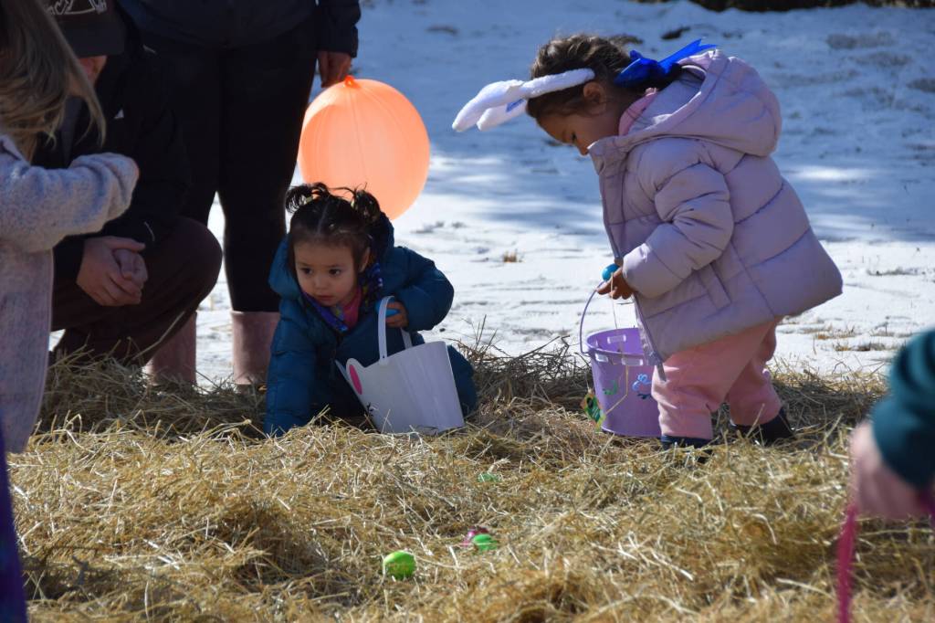 Kids hunt for Easter eggs in a hay pile arranged by the VFW Post 10221 for younger children during their annual community egg hunt on Sunday, April 5, 2026, in Anchor Point, Alaska. (Delcenia Cosman/Homer News)