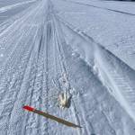 A wolf snapped this Iditarod trail marker between the villages of Ruby and Galena. A pack of wolves disturbed a dozen or so of the wooden stakes planted in the snow. Photo courtesy Ned Rozell