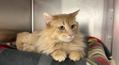 Charlie, 2-year-old male. Photo courtesy Homer Animal Shelter