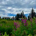 Storyknife Writers Retreat cabins in summer 2025. (Photo provided by Storyknife)