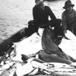 Two men display halibut bycatch from fish trap, 1917, photo courtesy of Janet Klein, on display through May 15 in the Pratt Museums exhibit 50 Years of Limited Entry. (Photo provided by the Pratt Museum)