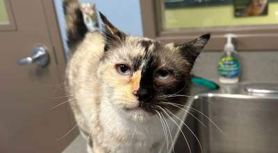 Kit Kat, 11-year-old female. Photo courtesy Homer Animal Shelter