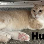 Hunter is a big guy with a big heart; gentle and calm, looking for the same. (Photo courtesy Homer Animal Shelter)