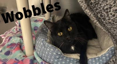 Wobbles has a neurological condition called Cerebellar Hypoplasia. It doesnt cause him pain, but it does cause him to wobble. (Photo courtesy Homer Animal Shelter)