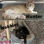 Photo courtesy Homer Animal Shelter
Hunter and Wobbles are looking for a forever home.