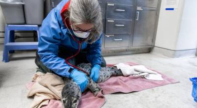 The Alaska SeaLife Center (ASLC) has admitted its first stranded harbor seal pup of the 2026 season  a malnourished and dehydrated male estimated to be under a week old. (Kaiti Grant | Alaska SeaLife Center)