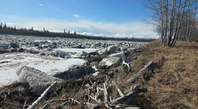 The Aniak River outside Dan Gillikins house is choked with chunks of ice during a slow breakup on May 10, 2026. (Photo by Dan Gillikin)