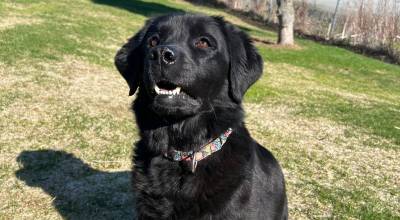 Photo courtesy Homer Animal Shelter
River, a five-year-old lab mix, is looking for her forever home.