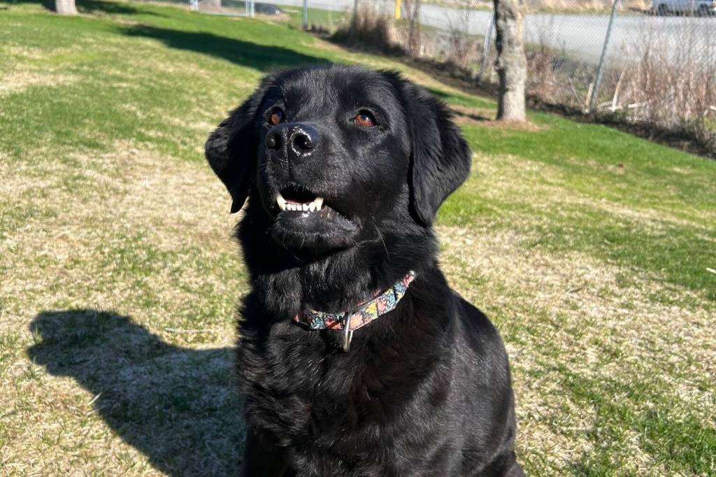 Photo courtesy Homer Animal Shelter
River, a five-year-old lab mix, is looking for her forever home.