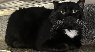 Photo courtesy Homer Animal Shelter
Ranger Rick is a six-year-old male.