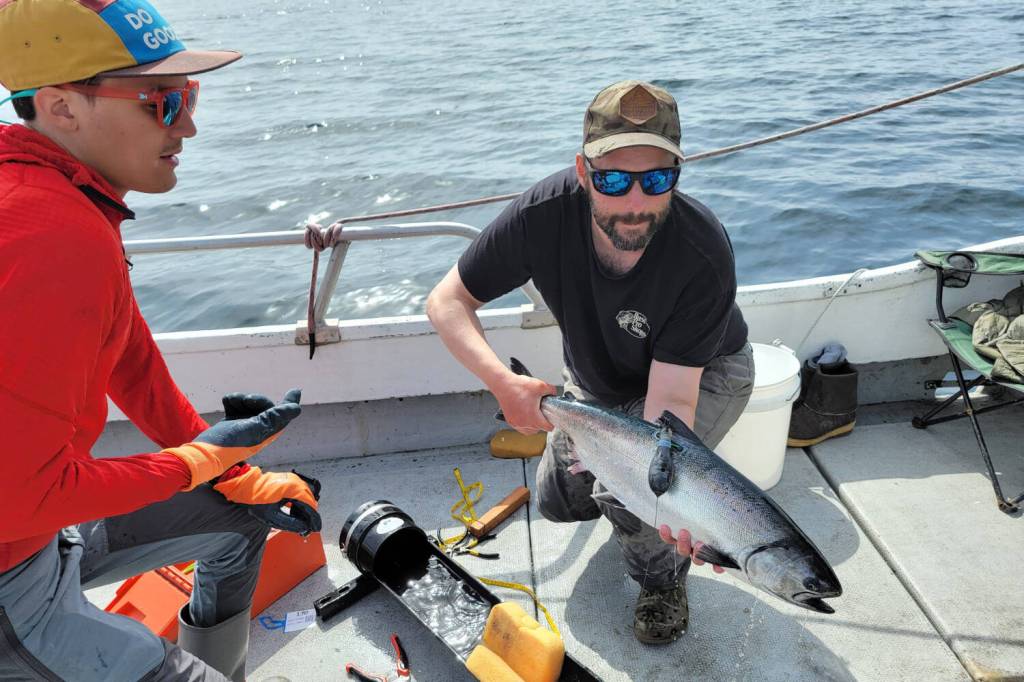 Alaska researchers using tagging data to reduce fishing bycatch