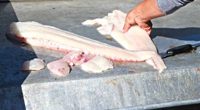 Black Press Media file photo
Freshly caught halibut.