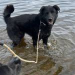 Photo courtesy Homer Animal Shelter
Lola is a seven-year-old shepherd mix who needs plenty of physical activity, and lots of people to love her and keep her engaged.