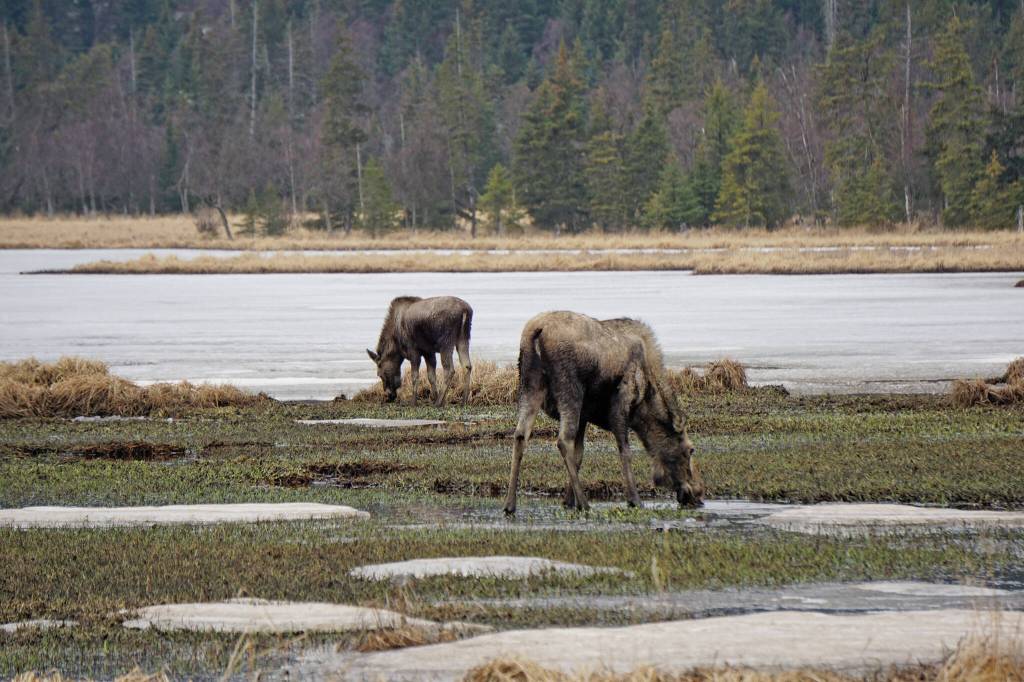 Several moose feed in the wetlands of upper Beluga Lake in 2021 as seen from the Homer Airport viewing platform at the end of FAA Road. (Photo by Michael Armstrong/Homer News file photo)