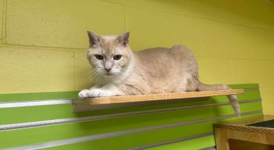 Photo courtesy Homer Animal Shelter
Hunter does great with other cats and is good with kids.