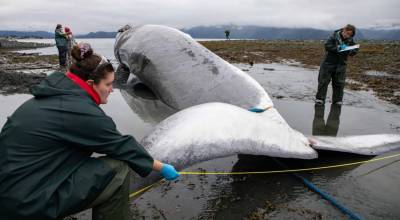 Responders examine a dead fin whale that had been found on the bow of a cruise ship that docked in Seward on June 19, 2026. The whale was towed to a nearby beach, where a necropsy was planned. The response has been coordinated by the National Oceanic and Atmospheric Administration and the Alaska SeaLife Center. Royal Caribbean said in a statement that one of its ships struck the whale, a female that appeared to be pregnant. (Photo provided by NOAA Fisheries)