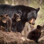 Courtesy of Ptarmigan Arts
The work of wildlife and landscape photographer Pam Roseveare will be featured at Ptarmigan Arts.