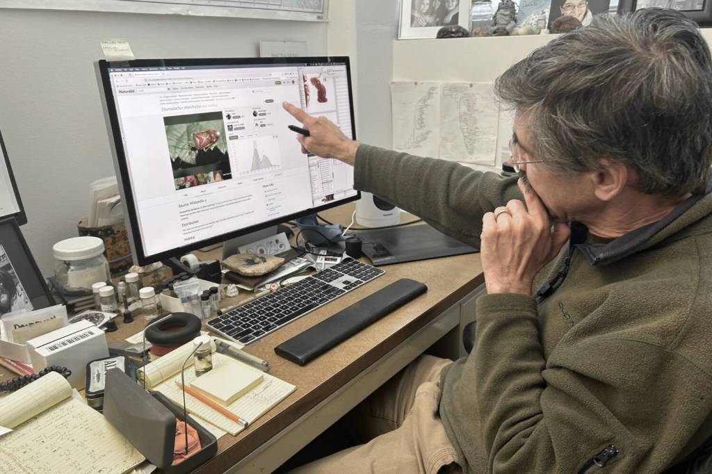 Alaska Science Forum: Our large army of little green shield bugs comes and goes