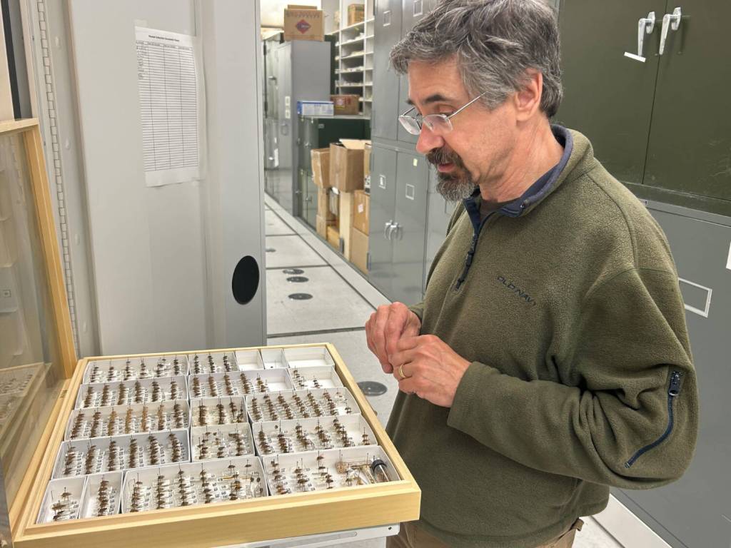 PhotoS by Rod Boyce
UAF entomology professor Derek Sikes, curator of insects at the University of Alaska Museum of the North, talks about birch shield bugs while looking at a tray of specimens.