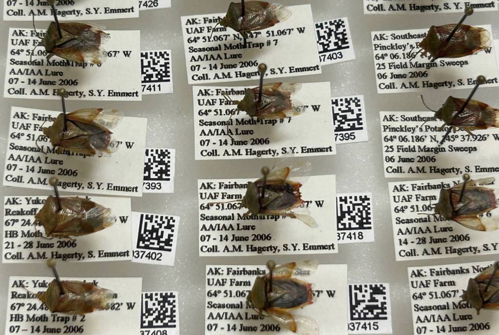 This collection of birch shield bugs at the University of Alaska Museum of the North includes specimens from several decades. Each specimen includes an information tag. (Photo by Rod Boyce)