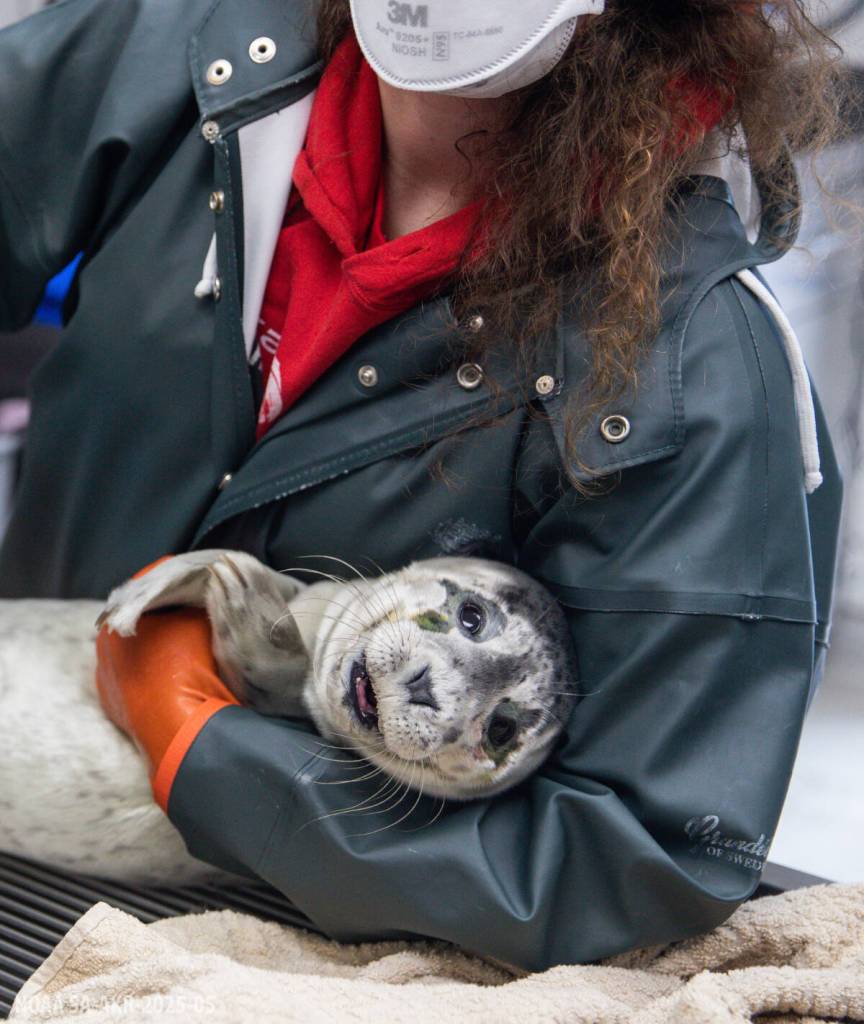 An injured harbour seal pup is treated at the Alaska SeaLife Center. (Photo by Kaiti Grant/Alaska SeaLife Center)