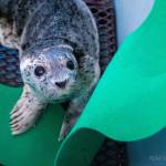 Photos by Kaiti Grant/Alaska SeaLife Center
An injured harbour seal pup is treated at the Alaska SeaLife Center.