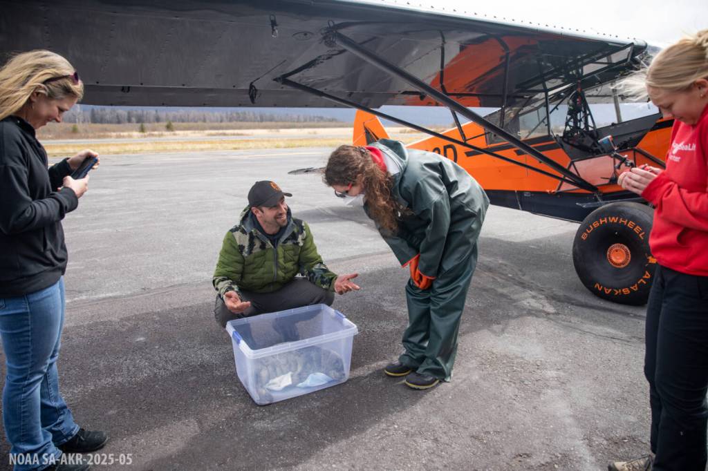 Seward pilot Duke Marolf helped rescue a pair of injured harbour seal pups and transport them to the Alaska SeaLife Center. (Photo by Kaiti Grant/Alaska SeaLife Center)