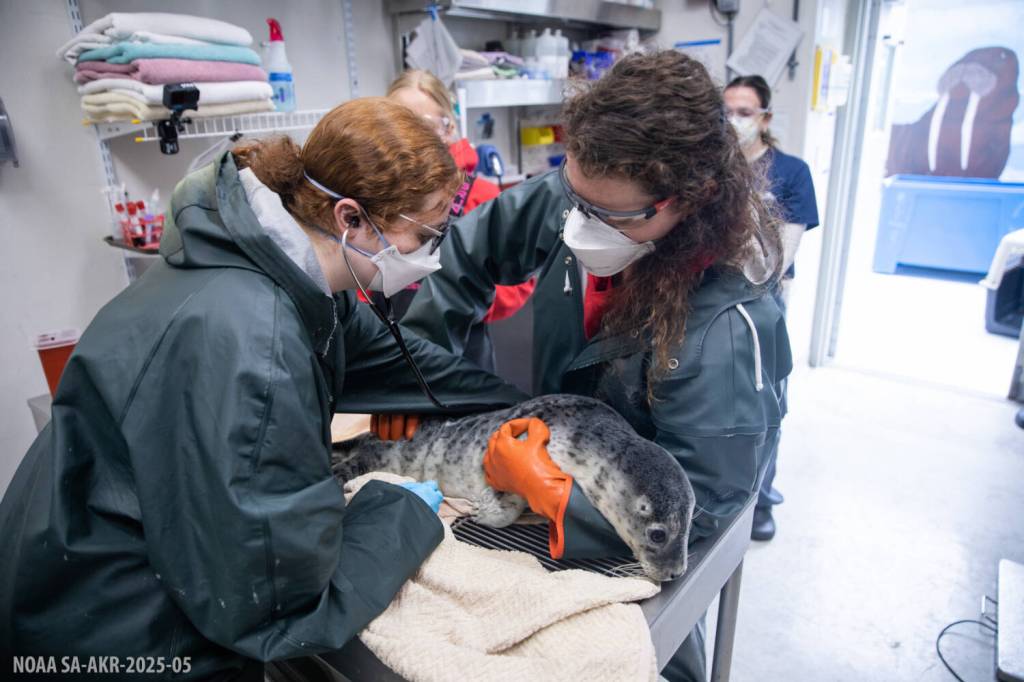 An injured harbour seal pup is treated at the Alaska SeaLife Center. (Photo by Kaiti Grant/Alaska SeaLife Center)