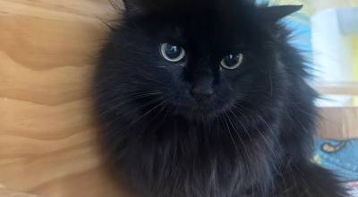 Goose (Photo courtesy Homer Animal Shelter)