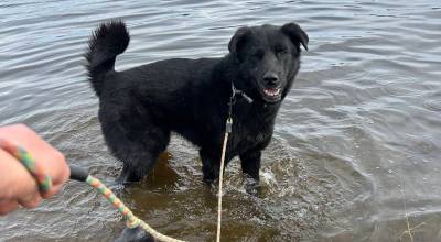Lola (Photo courtesy Homer Animal Shelter)