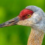 Anchorage photographer Doug Lindstrand snapped these photos of sandhill cranes feeding and walking around near downtown Homer on July 1, 2026. (Doug Lindstrand)