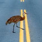 Anchorage photographer Doug Lindstrand snapped these photos of sandhill cranes feeding and walking around near downtown Homer on July 1, 2026. (Doug Lindstrand)