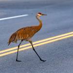 Anchorage photographer Doug Lindstrand snapped these photos of sandhill cranes feeding and walking around near downtown Homer on July 1, 2026. (Doug Lindstrand)