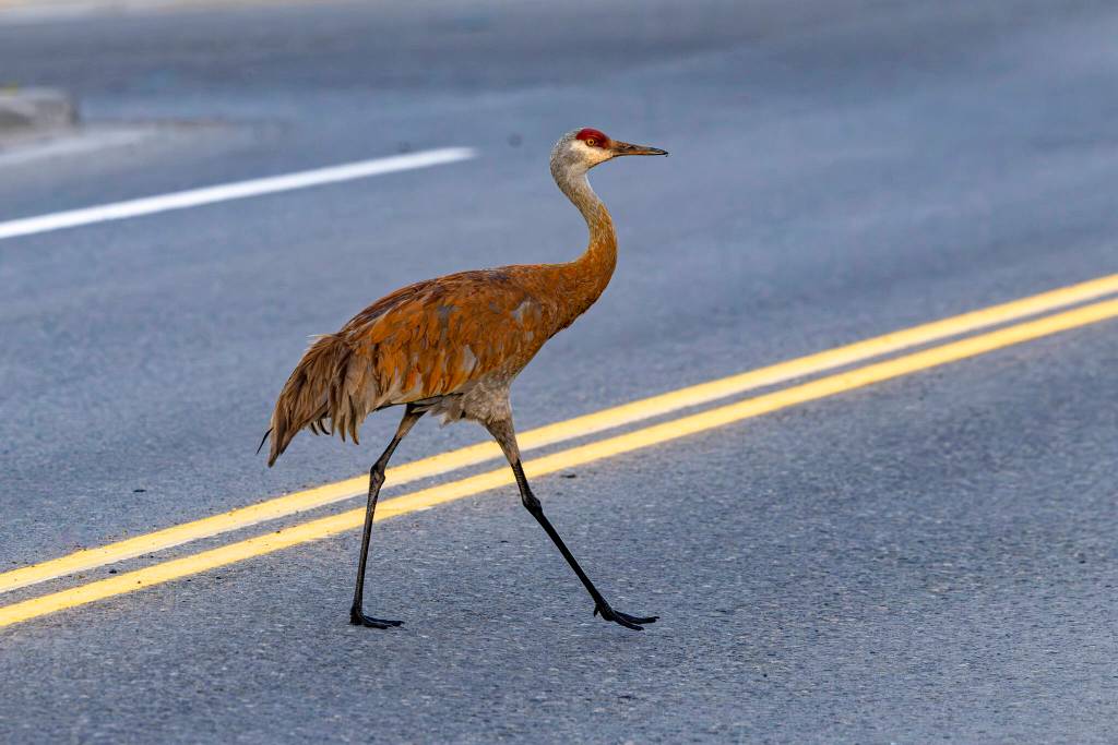 Anchorage photographer Doug Lindstrand snapped these photos of sandhill cranes feeding and walking around near downtown Homer on July 1, 2026. (Doug Lindstrand)