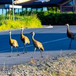 Anchorage photographer Doug Lindstrand snapped these photos of sandhill cranes feeding and walking around near downtown Homer on July 1, 2026. (Doug Lindstrand)