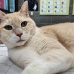 Hunter is looking for a family to call his own, that will love him like he deserves. (Photo courtesy Homer Animal Shelter)