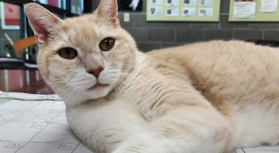Hunter is looking for a family to call his own, that will love him like he deserves. (Photo courtesy Homer Animal Shelter)