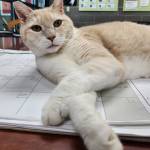 Photo courtesy Homer Animal Shelter
Hunter is looking for a family to call his own, that will love him like he deserves.
