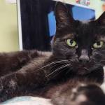 Although she may come across as shy at first, Panther adapts to her circumstances quickly. (Photo courtesy Homer Animal Shelter)
