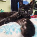 Photo courtesy Homer Animal Shelter
Although she may come across as shy at first, Panther adapts to her circumstances quickly.