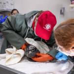 Kaiti Grant | Alaska SeaLife Center
Alaska SeaLife Center staff tend to a rescued harbor seal pup.