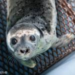 PHOTOS BY Kaiti Grant | Alaska SeaLife Center
The Alaska SeaLife Center is caring for six harbor seal pups.