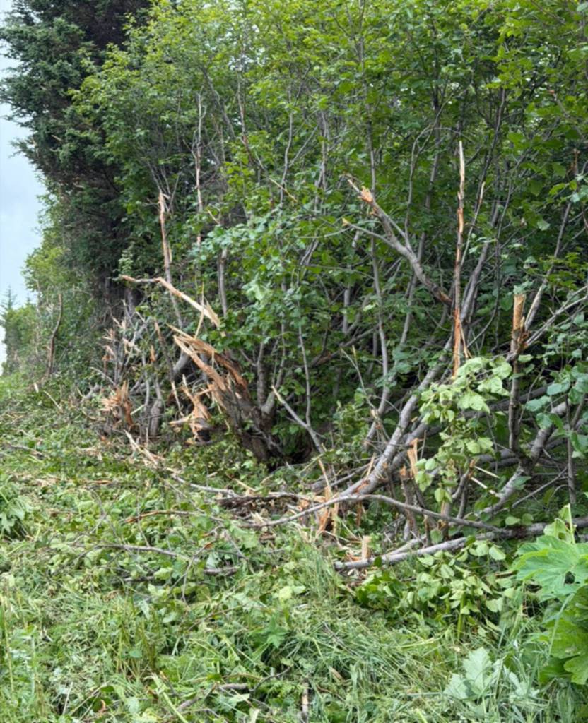 OPINION: State maintenance work making a mess of Homer roadsides